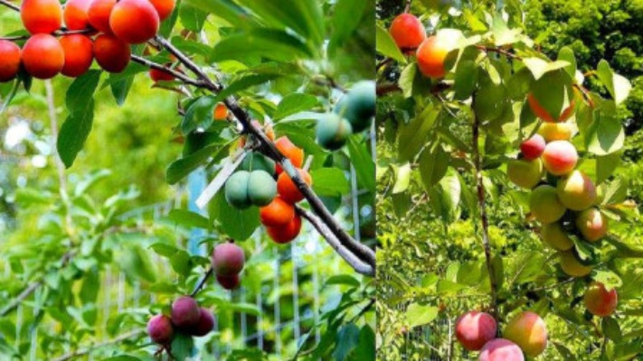 外国惊现神奇“百果树”，一棵树上长出40种水果，真的好诱人