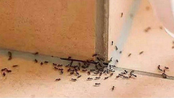 家里有蚂蚁别着急，教你不用热水不用药，只需倒一碗，连窝一起端
