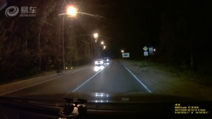 晚上开车遭遇一大群的野猪横穿马路