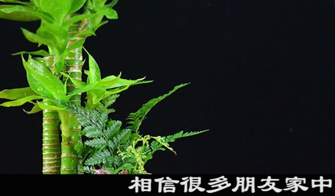 哪个生肖最适合养殖富贵竹，能够催旺自己的财运呢？