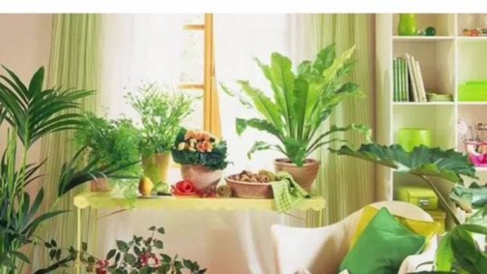 最适合放卧室的10种花卉植物
