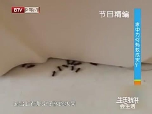 家中的房间为何蚂蚁成灾，除虫专家来检查，给出了这样的解释
