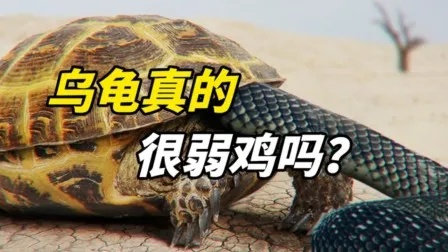 乌龟又慢又呆，为何能活到今天？