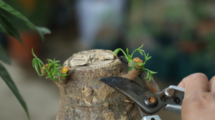 给发财树修剪，再用点“它”，侧芽蹭蹭长，越养越枝繁叶茂圆润！
