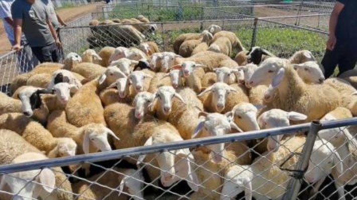 齐齐哈尔甘南羊集，看看现在活羊什么行情，想买只羊那么难挑