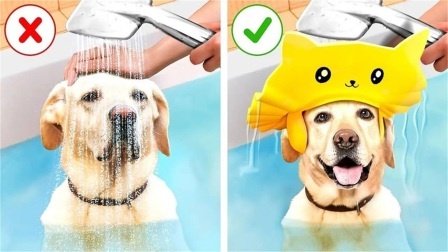 胶枪黑科技：给狗狗洗澡的好方法，实用养宠物技巧，狗狗超配合