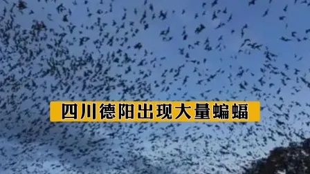 四川德阳出现大量蝙蝠，这预示着什么？