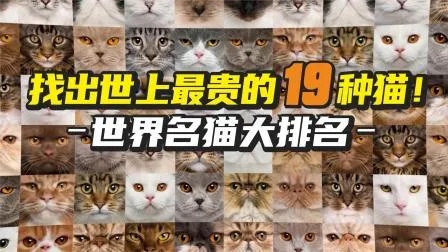 《世界名猫大排名》-找出世上最贵的19种猫！