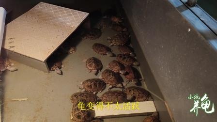 小池养龟：养殖户一池30只剃刀蛋龟混养，玩家为什么不建议混养？