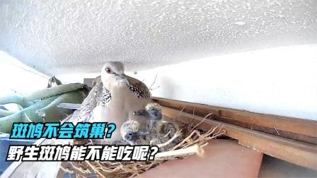 斑鸠不会筑巢？难道“鸠占鹊巢”是真的？野生斑鸠能不能吃呢？