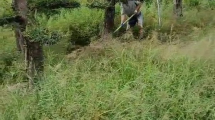 造型榆树起苗#浏阳市芳菲种植专业合作社