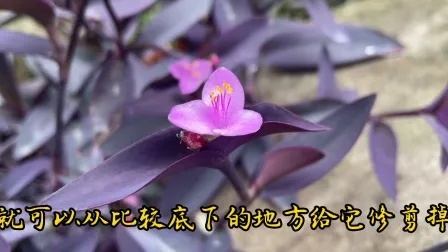 紫竹梅皮实好养，详细分享入秋开花后紫竹梅的管理养护方法实用