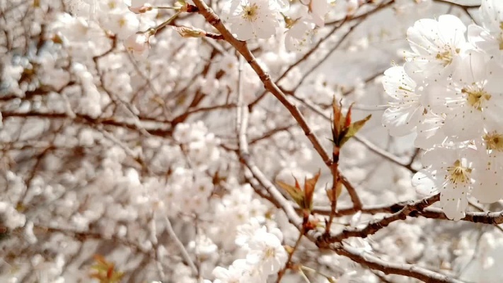家门口的樱桃树-西瓜视频