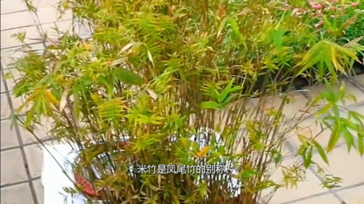 家里可以养的竹子，你见过么，可以盆栽!