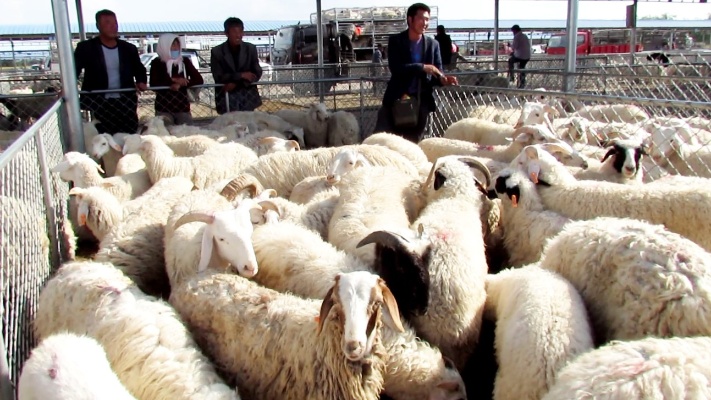 羊肉价格飞涨，到活羊交易市场看看行情，入冬后还吃得起羊肉吗？