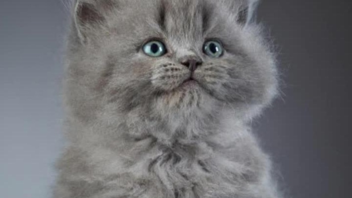 多愁善感的人,装着一本正经;无忧无虑的猫,放肆百无禁忌!