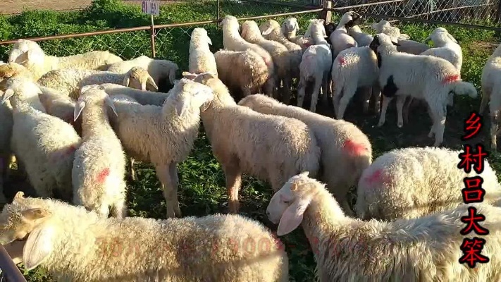 东北活羊交易市场最新羊价行情，30斤羊羔子卖这么多钱，值不值呢
