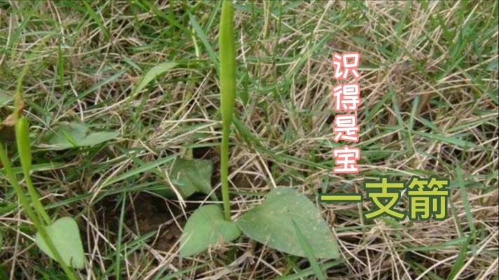 农村草本植物“一支箭”，市场上要卖到100多元一斤，来认识一下-西瓜视频