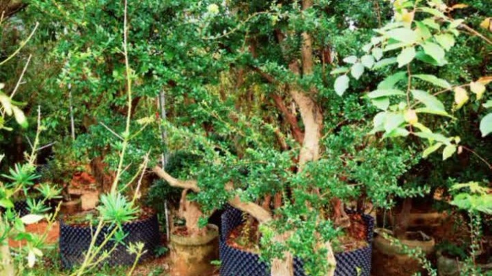 赤楠是四季常青的盆景绿化树，不怕热不怕冻。很好养护的一种选择。西瓜视频