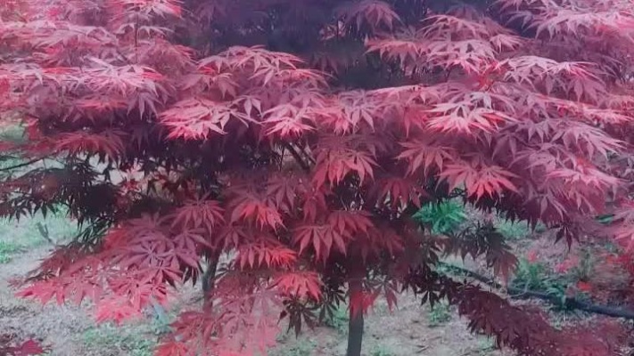 中国红红枫，适合庭院种植，喜欢的朋友双击➕关注