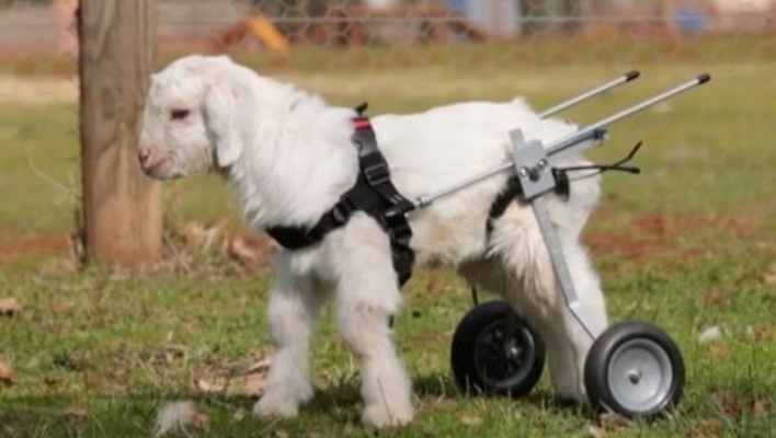 最幸运的羊：主人为它制作专属轮椅，你给他打几分？