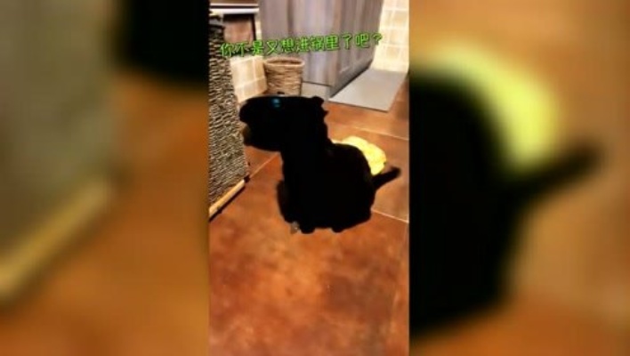 萌宠物语：养黑猫的朋友注意看好大铁锅，要不然它保准在里面，你找不到