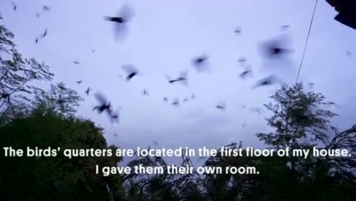 这个人家里来了8万只燕子，打开门全是燕子，燕窝永远吃不完