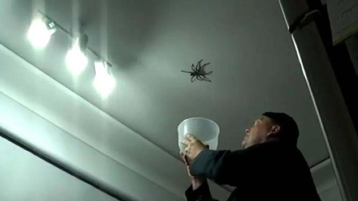 救命！家里墙上有只大蜘蛛！没事，让隔壁老王来抓