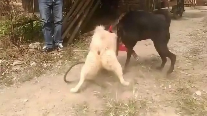 广西玉林土狗打架：朋友带狗进村，结果被我家老黑咬的拼命逃跑