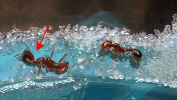 蚂蚁群也有“墓地”？看完实验之后，老外感慨生物太神奇！腾讯视频