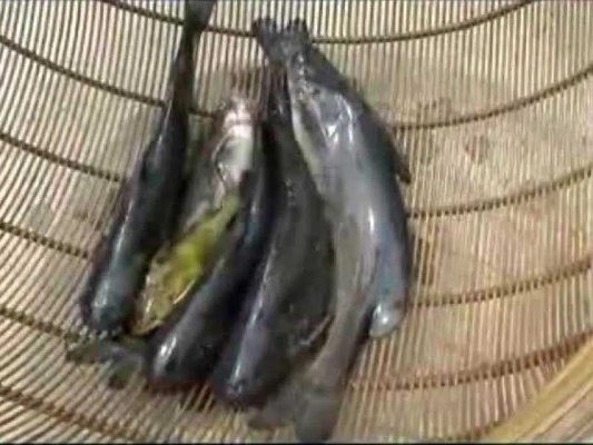 黄颡鱼养殖前景 黄颡鱼高产养殖技术 养殖视频教学