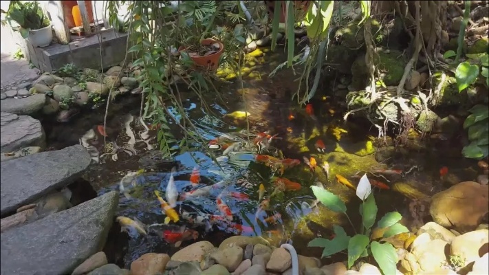 喜欢养鱼，花500块钱，将后院的水沟改造成了鱼池，养锦鲤，很美