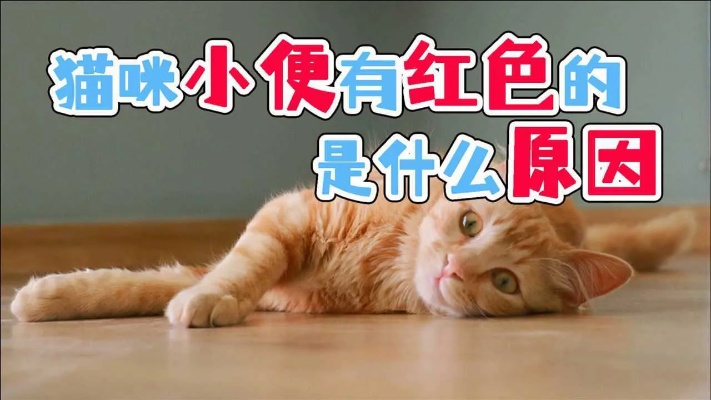 猫咪小便有红色的是什么原因_腾讯视频