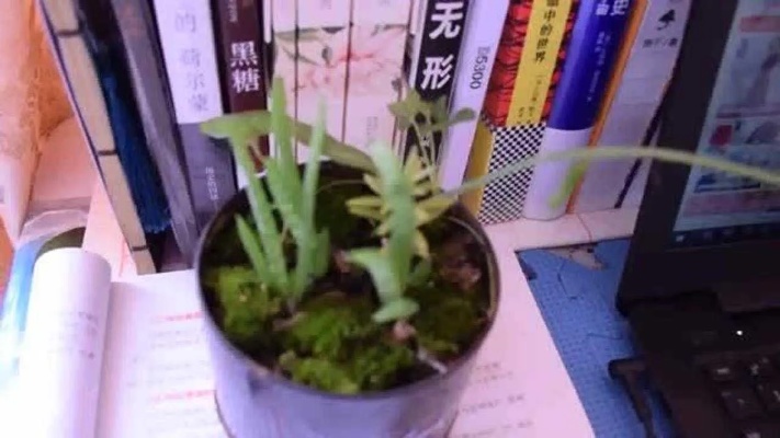 新种的小植物，摆办公桌、书桌上都不错