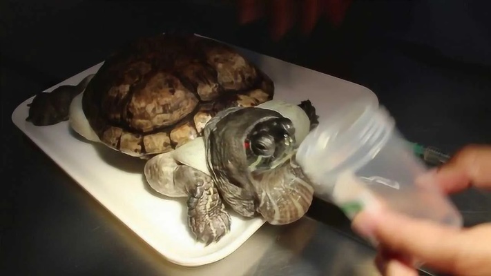可怜的乌龟患上水肿，医生只能这样救它，镜头拍下全过程