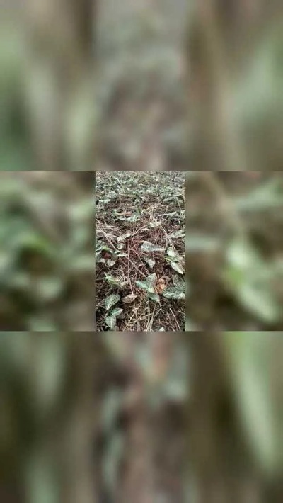 林下生态仿野生金线莲的种植环境技术