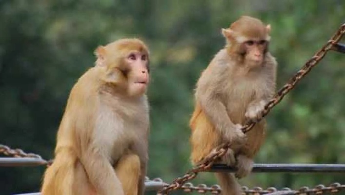 生肖猴的一生运势，这年生的肖猴对婚姻不利，千万要注意！