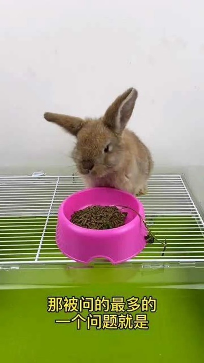 今天给大家讲解一下养兔子的技巧问题