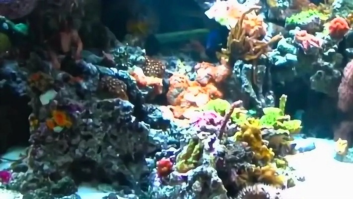 家里的珊瑚绝世美景，6000升巨型家庭海水鱼缸欣赏