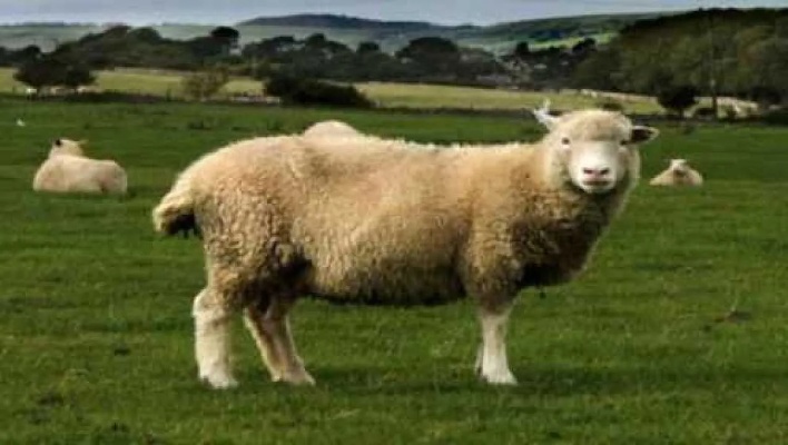 你身边有属羊的吗？1955年，1967年，1979年属羊人一生的命运
