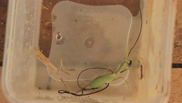 终于知道螳螂为什么一沾水命就没了
