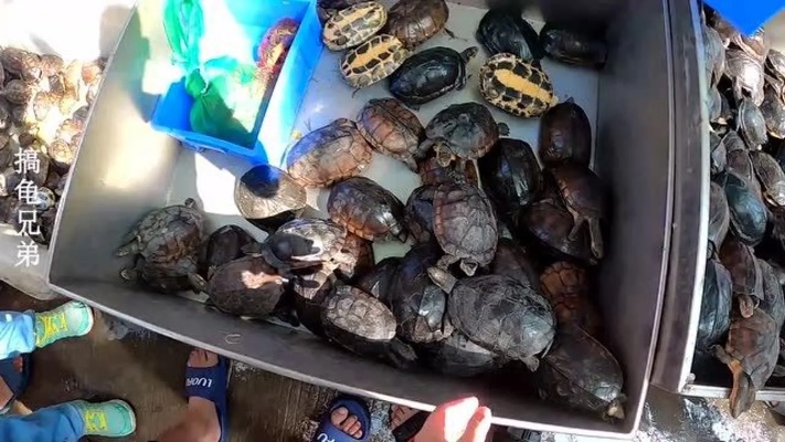 实拍乌龟市场，买龟的人太多了，40块一斤石金钱龟，该怎么挑？