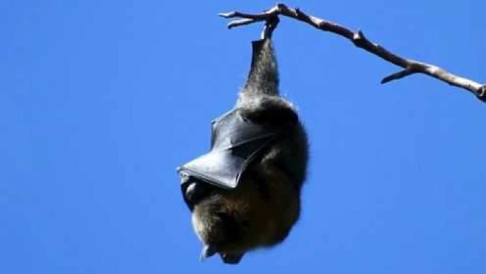 蝙蝠能在地上行走吗？为什么蝙蝠会经常倒吊着？