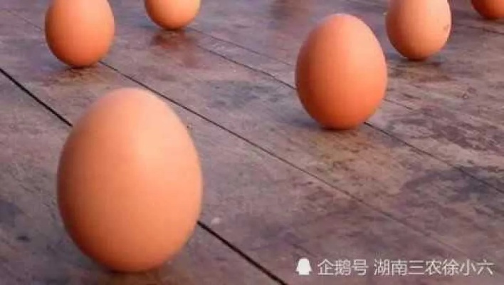 立春鸡蛋会为什么会立起来，还有人说向上跳会轻松一些_腾讯视频