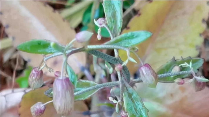 这种野生植物叫落地生根，也叫墨西哥斗笠，可做盆景观赏，来认识一下吧