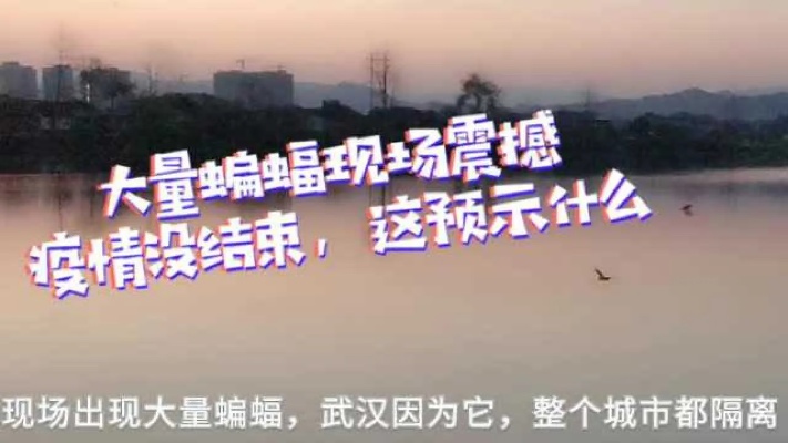 可怕！武汉封城52天，小伙河边发现大量蝙蝠聚集乱飞，预示什么吗