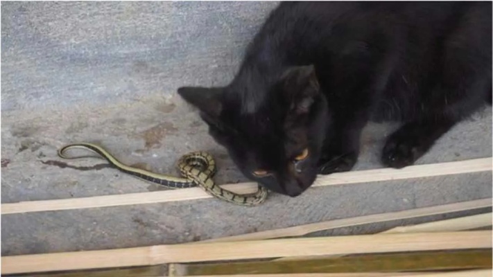 农村姑娘家里进来了一条蛇，家里的猫咪挺身而出，把蛇终结了