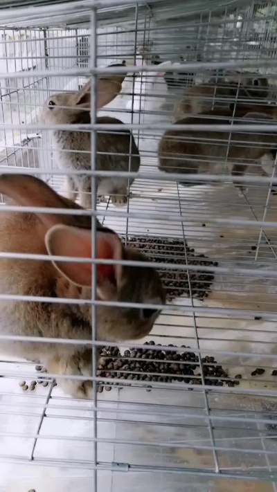 新手养兔可以主养一个品种，带养宠物兔卖小-西瓜视频