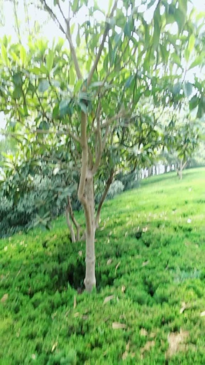 栽植枇杷树，注意枇杷树腐烂病的防治。