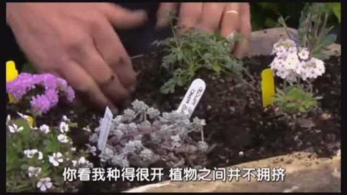 园艺世界：园艺师手把手教你用一个旧石槽种植精美盆栽